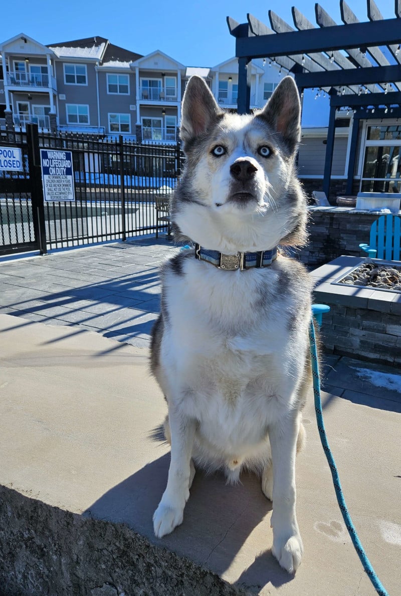 Dog standing in front of Water’s Edge Apartments in Bloomington IN pet friendly