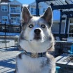 Mako, the Siberian Husky, lives at pet-friendly apartments in Bloomington, In
